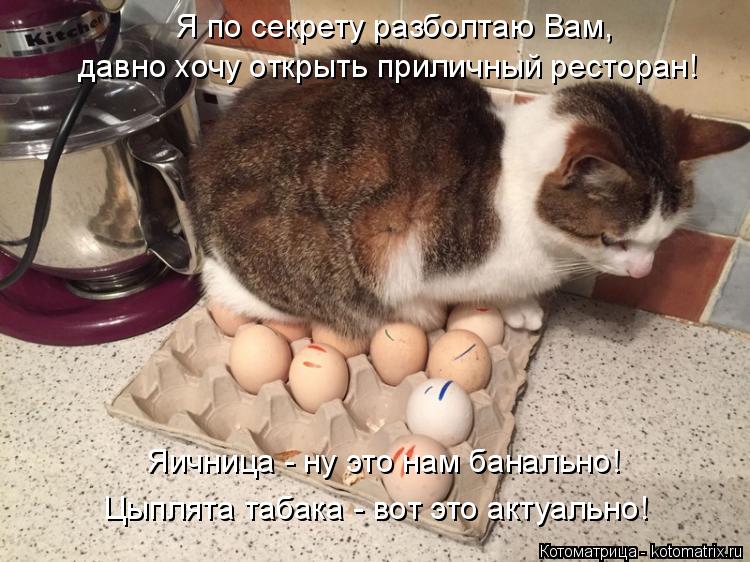Я по секрету разболтаю Вам, давно хочу открыть приличный ресторан! Яичница - ну это нам банально! Цып... Котоматрица: Я по секрету разболтаю Вам, давно хочу открыть приличный ресторан! Яичница - ну это нам банально! Цыплята табака - вот это актуально!