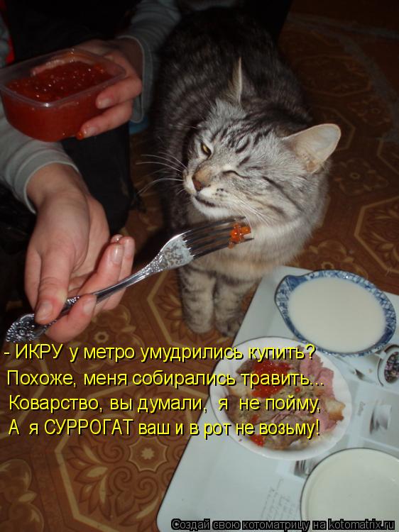 - ИКРУ у метро умудрились купить? Похоже, меня собирались травить... Коварство, вы думали, я не пой... Котоматрица: - ИКРУ у метро умудрились купить? Похоже, меня собирались травить... Коварство, вы думали, я не пойму, А я СУРРОГАТ ваш и в рот не возьму!