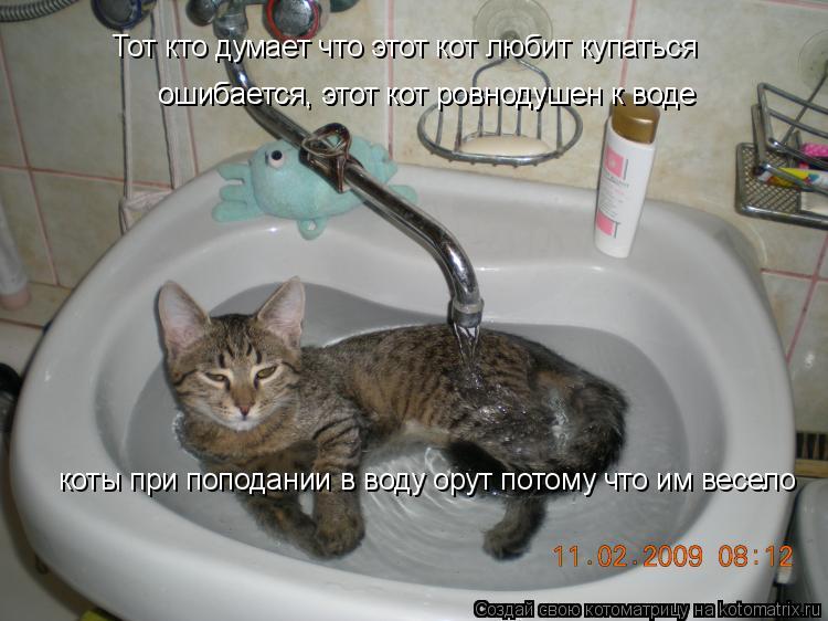 Котоматрица: Тот кто думает что этот кот любит купаться  ошибается, этот кот ровнодушен к воде ошибается, этот кот ровнодушен к воде коты при поподании в 