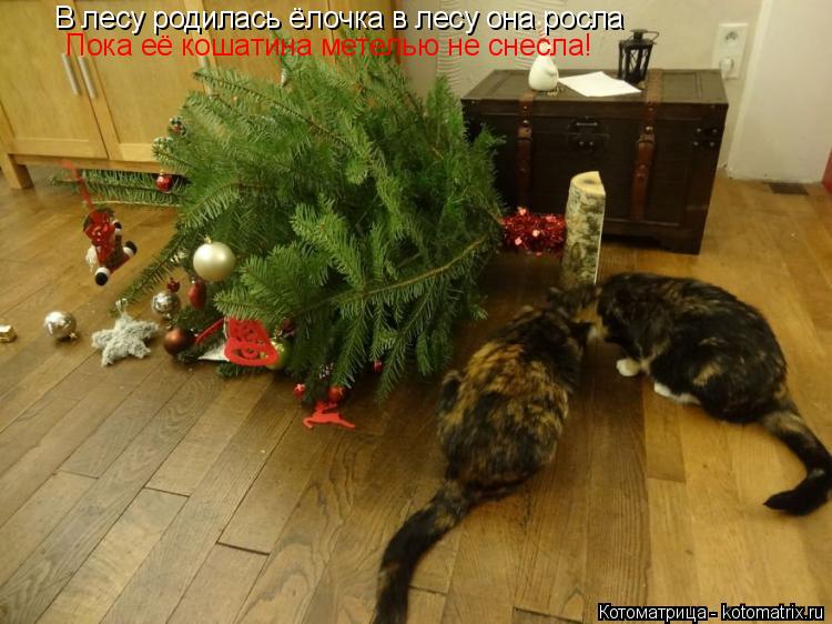 В лесу родилась ёлочка в лесу она росла Пока её кошатина метелью не снесла!... Котоматрица: В лесу родилась ёлочка в лесу она росла Пока её кошатина метелью не снесла!