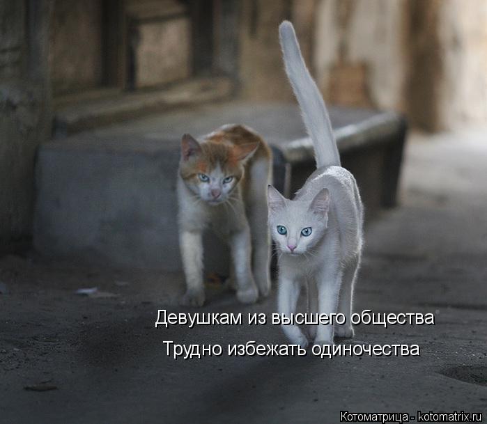 Девушкам из высшего общества Трудно избежать одиночества... Котоматрица: Девушкам из высшего общества Трудно избежать одиночества