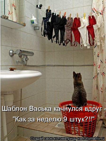 Шаблон Васька качнулся вдруг - "Как за неделю 9 штук?!!"... Котоматрица: Шаблон Васька качнулся вдруг - "Как за неделю 9 штук?!!"