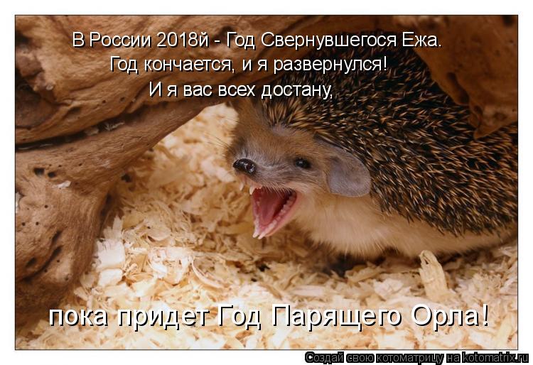 В России 2018й - Год Свернувшегося Ежа. Год кончается, и я развернулся! И я вас всех достану, И я вас... Котоматрица: В России 2018й - Год Свернувшегося Ежа. Год кончается, и я развернулся! И я вас всех достану, И я вас всех достану, пока придет Год Парящего Орла!