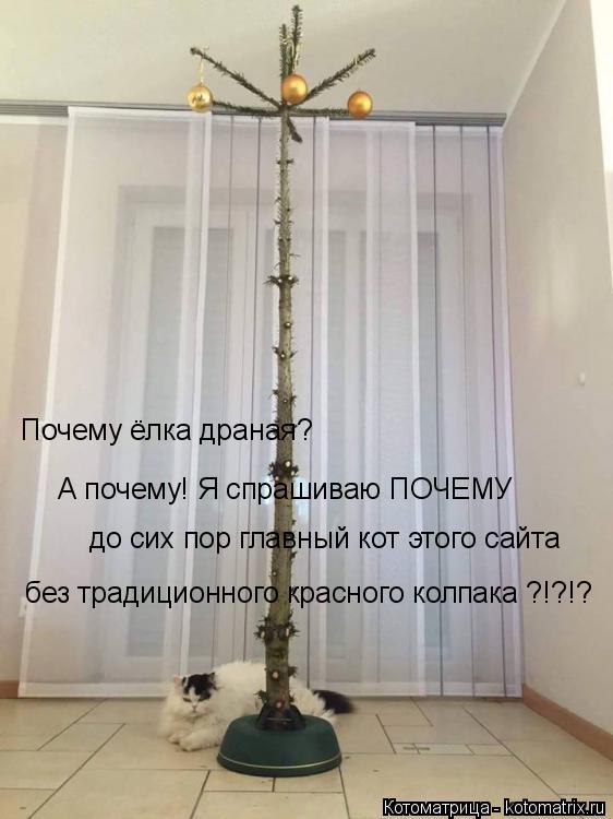 до сих пор главный кот этого сайта А почему! Я спрашиваю ПОЧЕМУ Почему ёлка драная? без традиционного... Котоматрица: до сих пор главный кот этого сайта А почему! Я спрашиваю ПОЧЕМУ Почему ёлка драная? без традиционного красного колпака ?!?!?