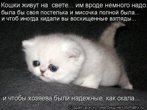 Кошки живут на свете... им вроде немного надо... была бы своя постелька и мисочка полной была... и ч... Котоматрица: Кошки живут на свете... им вроде немного надо... была бы своя постелька и мисочка полной была... и чтоб иногда кидали вы восхищенные взгляды... ?