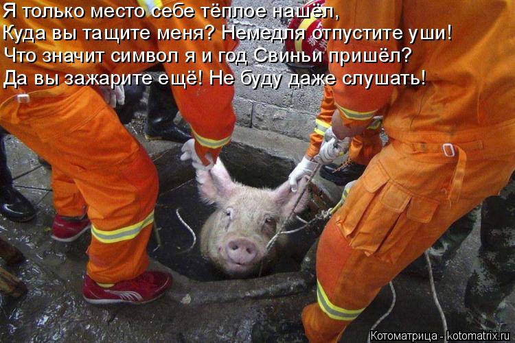 Я только место себе тёплое нашёл, Куда вы тащите меня? Немедля отпустите уши! Что значит символ я и ... Котоматрица: Я только место себе тёплое нашёл, Куда вы тащите меня? Немедля отпустите уши! Что значит символ я и год Свиньи пришёл? Да вы зажарите ещё! Не