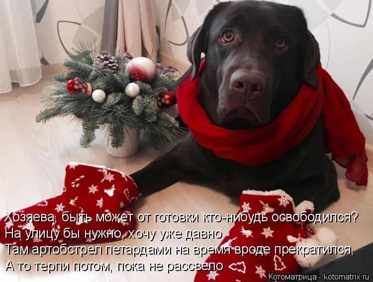 Хозяева, быть может от готовки кто-нибудь освободился? На улицу бы нужно, хочу уже давно Там артобс... Котоматрица: Хозяева, быть может от готовки кто-нибудь освободился? На улицу бы нужно, хочу уже давно Там артобстрел петардами на время вроде прекратил?