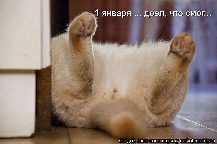 1 января ... доел, что смог...... Котоматрица: 1 января ... доел, что смог...