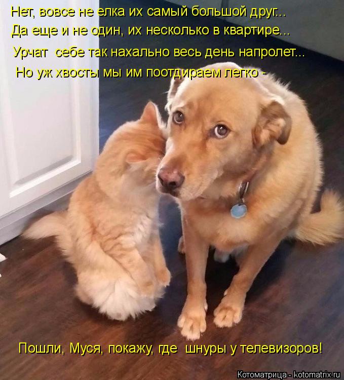 Да еще и не один, их несколько в квартире... Нет, вовсе не елка их самый большой друг... Урчат себе ... Котоматрица: Да еще и не один, их несколько в квартире... Нет, вовсе не елка их самый большой друг... Урчат себе так нахально весь день напролет... Но уж хвос?