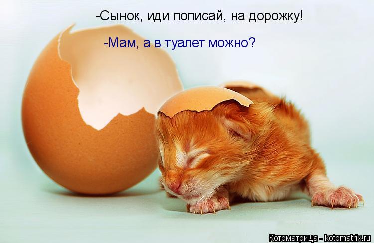 -Сынок, иди пописай, на дорожку! -Мам, а в туалет можно?... Котоматрица: -Сынок, иди пописай, на дорожку! -Мам, а в туалет можно?
