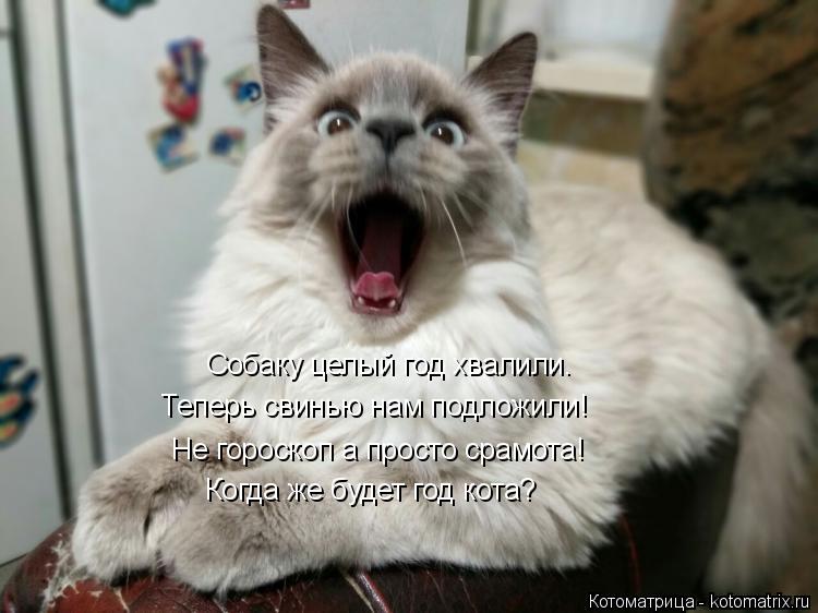 Собаку целый год хвалили. Теперь свинью нам подложили! Когда же будет год кота? Теперь свинью нам под... Котоматрица: Собаку целый год хвалили. Теперь свинью нам подложили! Когда же будет год кота? Теперь свинью нам подложили! Не гороскоп а просто срамота!