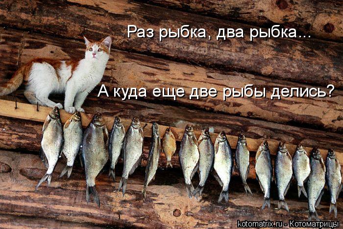 Котоматрица: Раз рыбка, два рыбка... А куда еще две рыбы делись?