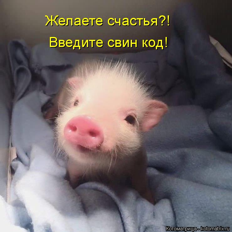 Котоматрица: Введите свин код Введите свин код Введите свин код! Желаете счастья?!