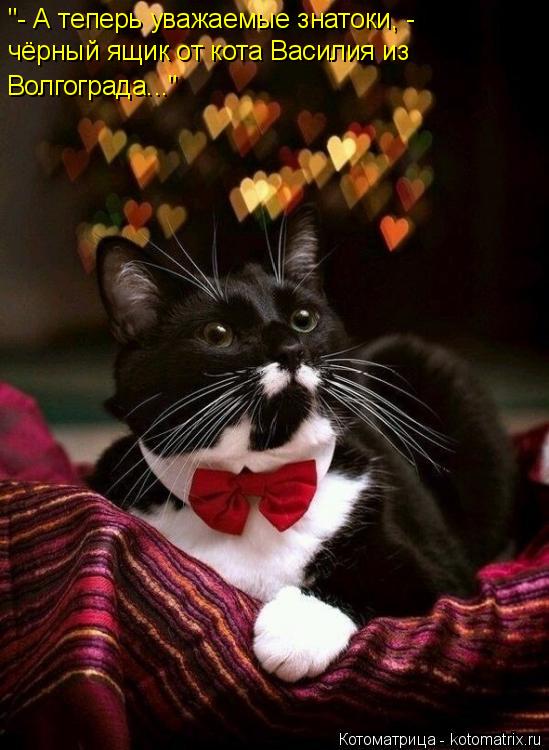 "- А теперь уважаемые знатоки, - чёрный ящик от кота Василия из Волгограда..."... Котоматрица: "- А теперь уважаемые знатоки, - чёрный ящик от кота Василия из Волгограда..."