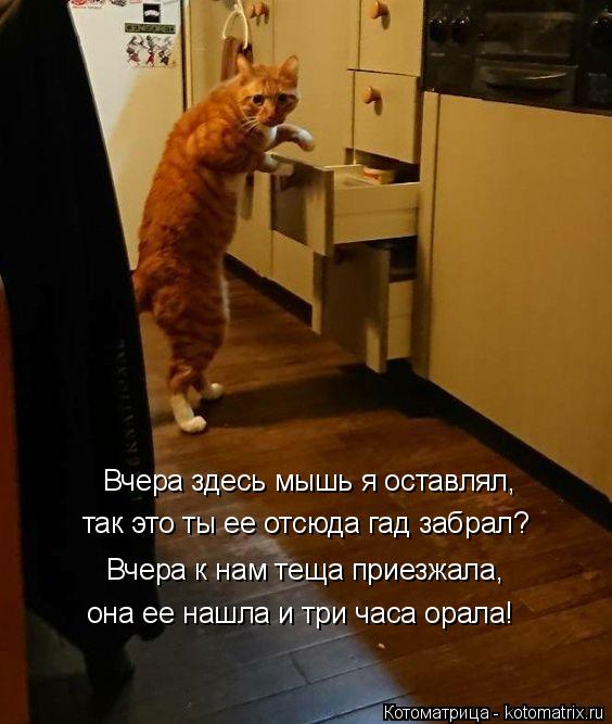 Вчера здесь мышь я оставлял, так это ты ее отсюда гад забрал? Вчера к нам теща приезжала, она ее нашл... Котоматрица: Вчера здесь мышь я оставлял, так это ты ее отсюда гад забрал? Вчера к нам теща приезжала, она ее нашла и три часа орала!