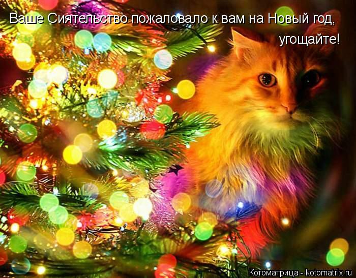 Ваше Сиятельство пожаловало к вам на Новый год, угощайте!... Котоматрица: Ваше Сиятельство пожаловало к вам на Новый год, угощайте!