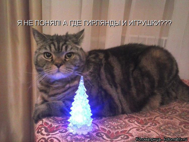 Я НЕ ПОНЯЛ! А ГДЕ ГИРЛЯНДЫ И ИГРУШКИ???... Котоматрица: Я НЕ ПОНЯЛ! А ГДЕ ГИРЛЯНДЫ И ИГРУШКИ???