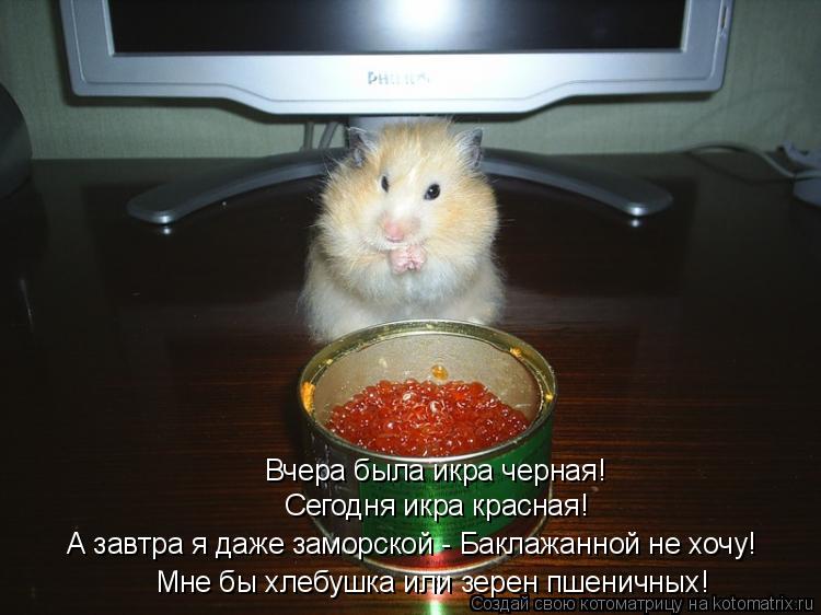 Вчера была икра черная! Сегодня икра красная! А завтра я даже заморской - Баклажанной не хочу! Мне бы... Котоматрица: Вчера была икра черная! Сегодня икра красная! А завтра я даже заморской - Баклажанной не хочу! Мне бы хлебушка или зерен пшеничных!