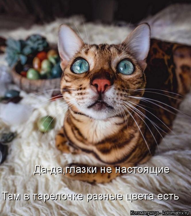 Да-да,глазки не настоящие Там в тарелочке разные цвета есть... Котоматрица: Да-да,глазки не настоящие Там в тарелочке разные цвета есть