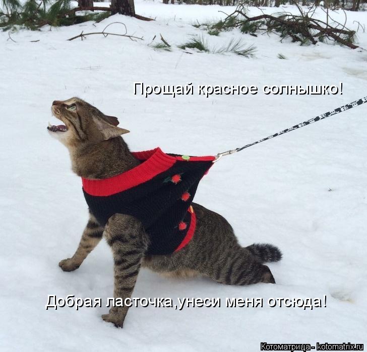 Добрая ласточка,унеси меня отсюда! Прощай красное солнышко!... Котоматрица: Добрая ласточка,унеси меня отсюда! Прощай красное солнышко!