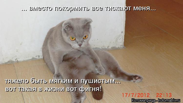 ... вместо покормить все тискают меня... тяжело быть мягким и пушистым... тяжело быть мягким и пушист... Котоматрица: ... вместо покормить все тискают меня... тяжело быть мягким и пушистым... тяжело быть мягким и пушистым... вот такая в жизни вот фигня!