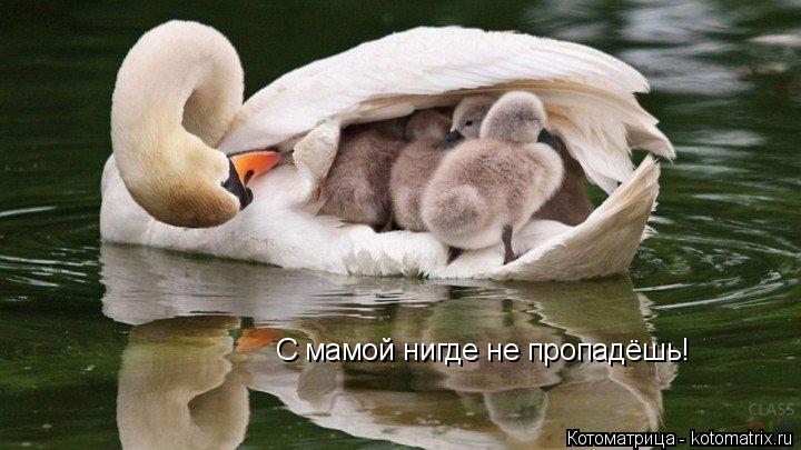 С мамой нигде не пропадёшь!... Котоматрица: С мамой нигде не пропадёшь!