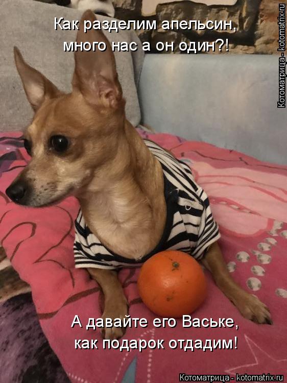 как подарок отдадим! А давайте его Ваське, Как разделим апельсин, много нас а он один?!... Котоматрица: как подарок отдадим! А давайте его Ваське, Как разделим апельсин, много нас а он один?!
