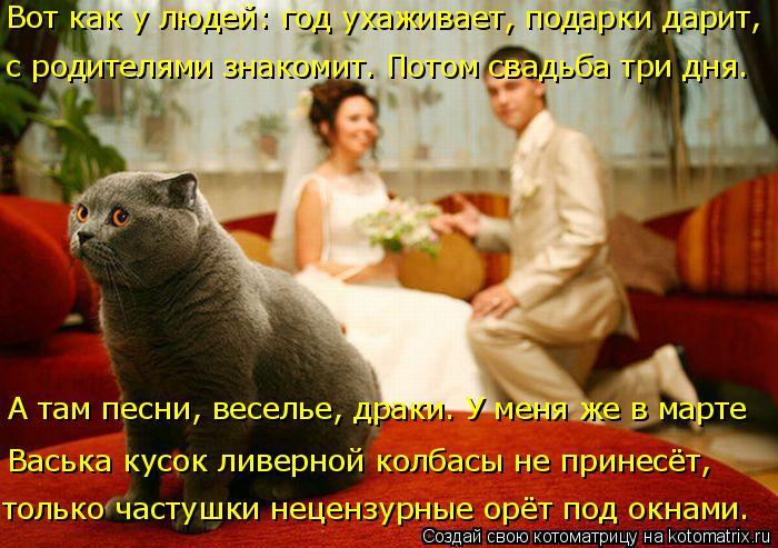 Вот как у людей: год ухаживает, подарки дарит, с родителями знакомит. Потом свадьба три дня. А там п... Котоматрица: Вот как у людей: год ухаживает, подарки дарит, с родителями знакомит. Потом свадьба три дня. А там песни, веселье, драки. У меня же в марте Вас