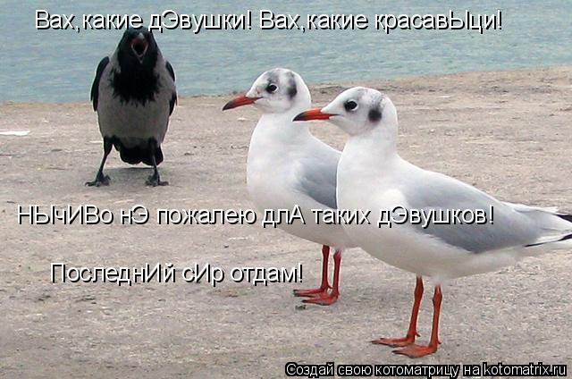 ПоследнИй сИр отдам! НЫчИВо нЭ пожалею длА таких дЭвушков! Вах,какие дЭвушки! Вах,какие красавЫци!... Котоматрица: ПоследнИй сИр отдам! НЫчИВо нЭ пожалею длА таких дЭвушков! Вах,какие дЭвушки! Вах,какие красавЫци!
