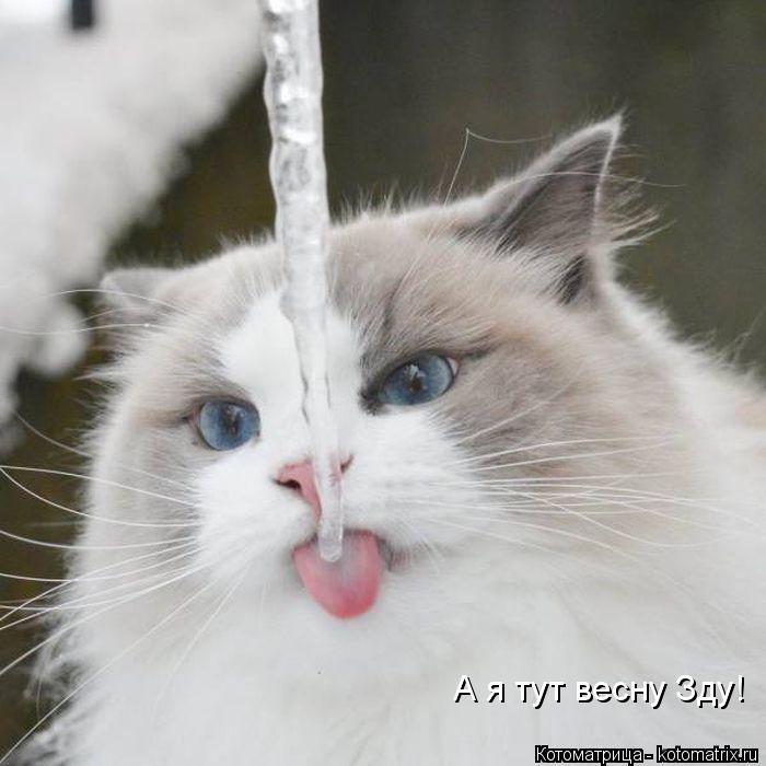 А я тут весну Зду!... Котоматрица: А я тут весну Зду!
