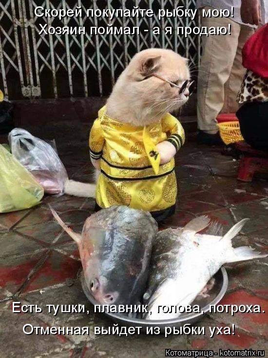 Хозяин поймал - а я продаю! Есть тушки, плавник, голова, потроха. Отменная выйдет из рыбки уха! Скоре... Котоматрица: Хозяин поймал - а я продаю! Есть тушки, плавник, голова, потроха. Отменная выйдет из рыбки уха! Скорей покупайте рыбку мою!