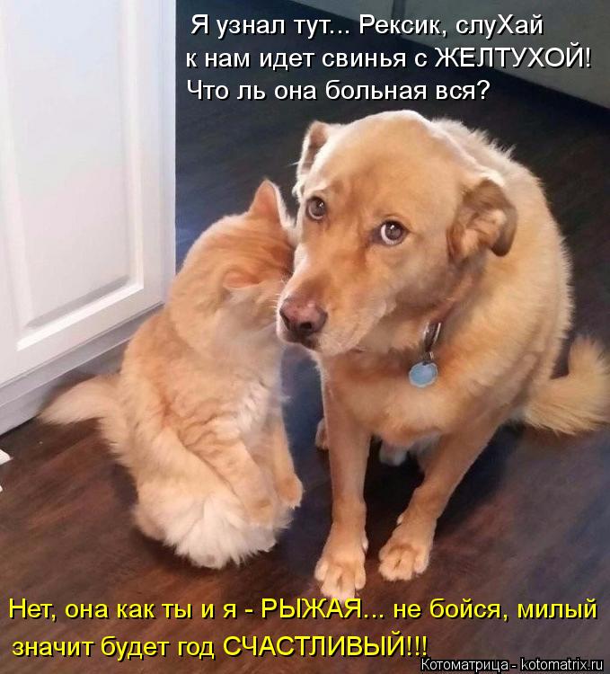Я узнал тут... Рексик, слуХай к нам идет свинья с ЖЕЛТУХОЙ! Что ль она больная вся? Нет, она как ты и... Котоматрица: Я узнал тут... Рексик, слуХай к нам идет свинья с ЖЕЛТУХОЙ! Что ль она больная вся? Нет, она как ты и я - РЫЖАЯ... не бойся, милый значит будет год ?
