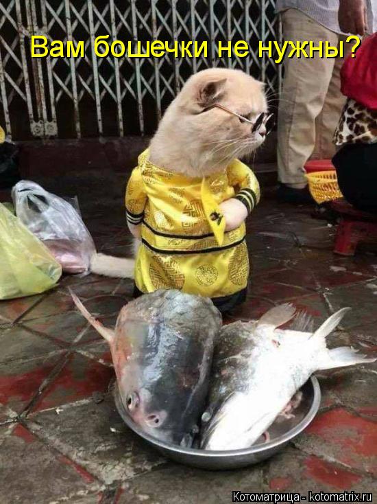 Вам бошечки не нужны? Вам бошечки не нужны?... Котоматрица: Вам бошечки не нужны? Вам бошечки не нужны?