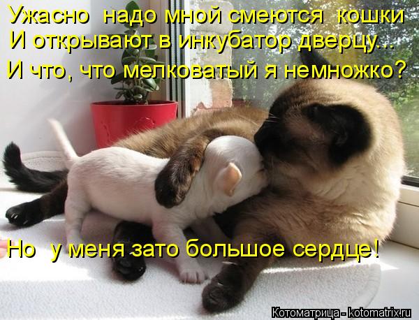 Ужасно надо мной смеются кошки И что, что мелковатый я немножко? И открывают в инкубатор дверцу... ... Котоматрица: Ужасно надо мной смеются кошки И что, что мелковатый я немножко? И открывают в инкубатор дверцу... Но у меня зато большое сердце!