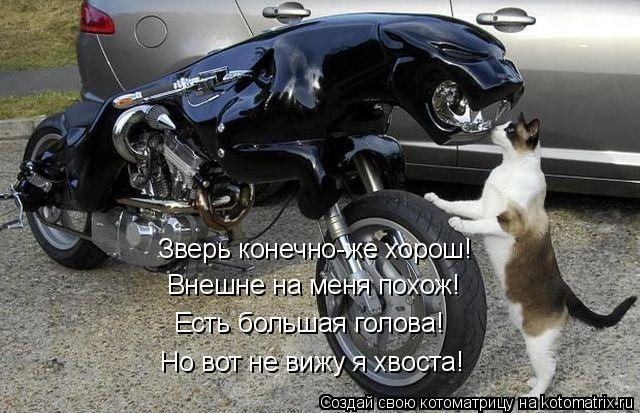 Зверь конечно-же хорош! Внешне на меня похож! Есть большая голова! Но вот не вижу я хвоста!... Котоматрица: Зверь конечно-же хорош! Внешне на меня похож! Есть большая голова! Но вот не вижу я хвоста!