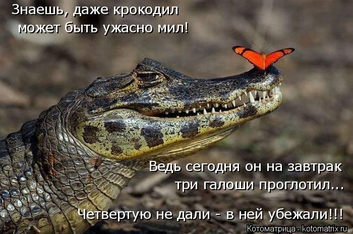 Котоматрица: Знаешь, даже крокодил  может быть ужасно мил! Ведь сегодня он на завтрак три галоши проглотил... Четвертую не дали - в ней убежали!!!