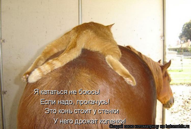 Я кататься не боюсь! Если надо, прокачусь! Это конь стоит у стенки У него дрожат коленки!... Котоматрица: Я кататься не боюсь! Если надо, прокачусь! Это конь стоит у стенки У него дрожат коленки!