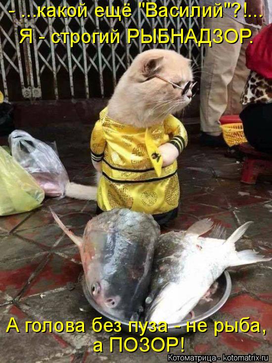 - ...какой ещё "Василий"?!... Я - строгий РЫБНАДЗОР. А голова без пуза - не рыба, а ПОЗОР!... Котоматрица: - ...какой ещё "Василий"?!... Я - строгий РЫБНАДЗОР. А голова без пуза - не рыба, а ПОЗОР!