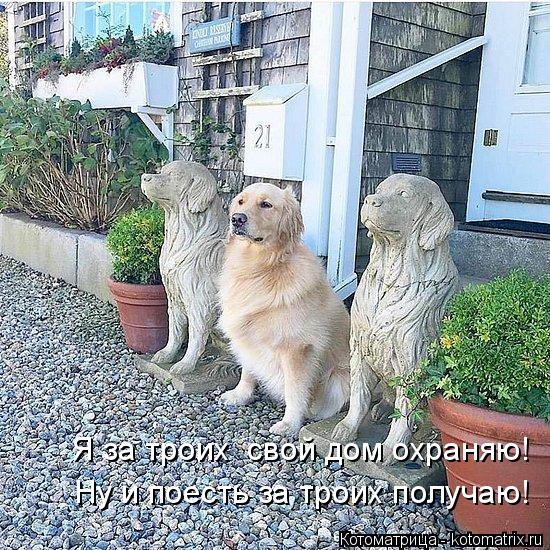 Я за троих свой дом охраняю! Ну и поесть за троих получаю!... Котоматрица: Я за троих свой дом охраняю! Ну и поесть за троих получаю!