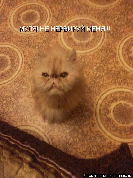 МУЛЯ! НЕ НЕРВИРУЙ МЕНЯ!!!... Котоматрица: МУЛЯ! НЕ НЕРВИРУЙ МЕНЯ!!!