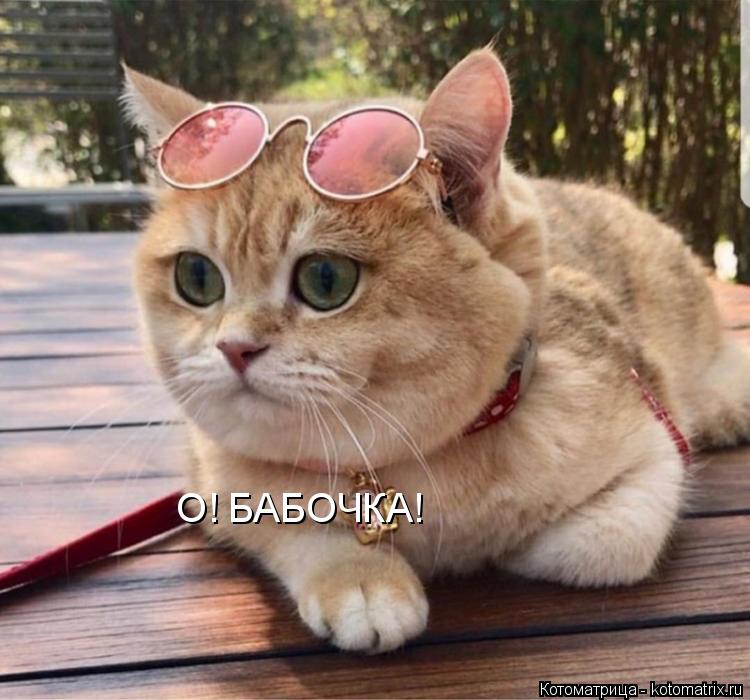 О! БАБОЧКА!... Котоматрица: О! БАБОЧКА!