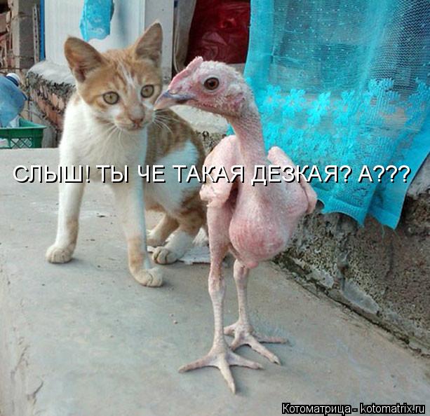 СЛЫШ! ТЫ ЧЕ ТАКАЯ ДЕЗКАЯ? А???... Котоматрица: СЛЫШ! ТЫ ЧЕ ТАКАЯ ДЕЗКАЯ? А???
