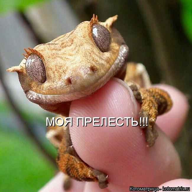 МОЯ ПРЕЛЕСТЬ!!!... Котоматрица: МОЯ ПРЕЛЕСТЬ!!!
