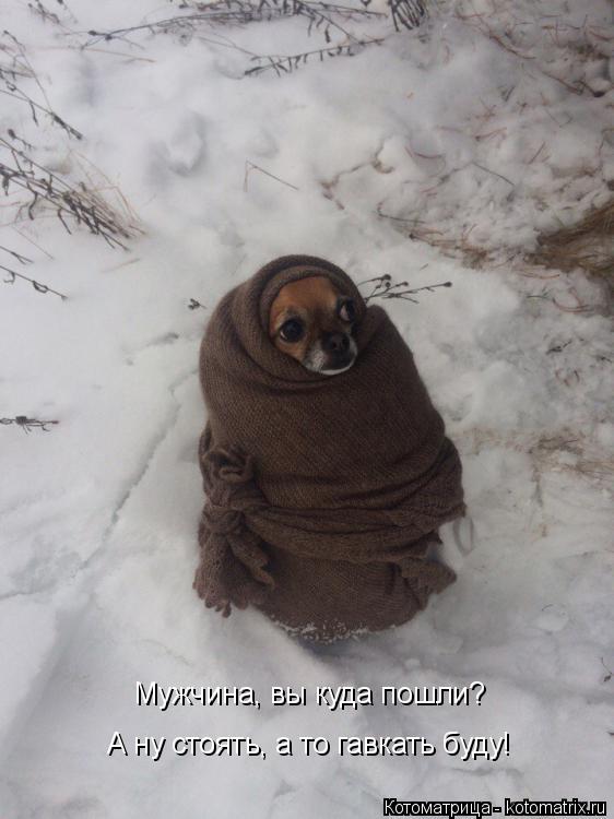 Мужчина, вы куда пошли? А ну стоять, а то гавкать буду!... Котоматрица: Мужчина, вы куда пошли? А ну стоять, а то гавкать буду!