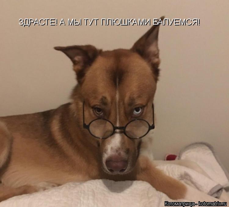 ЗДРАСТЕ! А МЫ ТУТ ПЛЮШКАМИ БАЛУЕМСЯ!... Котоматрица: ЗДРАСТЕ! А МЫ ТУТ ПЛЮШКАМИ БАЛУЕМСЯ!