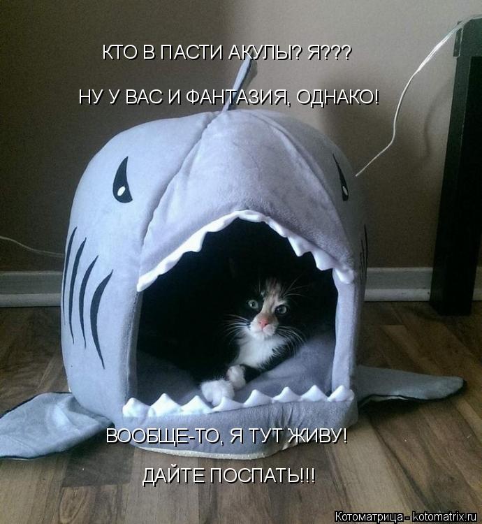 КТО В ПАСТИ АКУЛЫ? Я??? ДАЙТЕ ПОСПАТЬ!!! ВООБЩЕ-ТО, Я ТУТ ЖИВУ! НУ У ВАС И ФАНТАЗИЯ, ОДНАКО!... Котоматрица: КТО В ПАСТИ АКУЛЫ? Я??? ДАЙТЕ ПОСПАТЬ!!! ВООБЩЕ-ТО, Я ТУТ ЖИВУ! НУ У ВАС И ФАНТАЗИЯ, ОДНАКО!