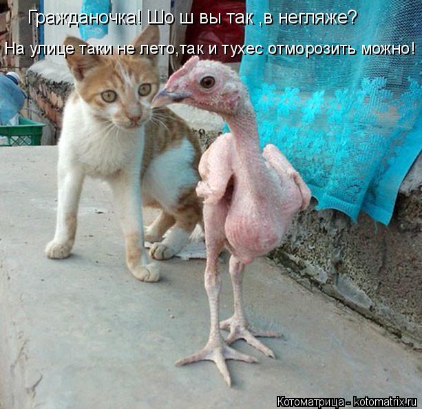 Гражданочка! Шо ш вы так ,в негляже? На улице таки не лето,так и тухес отморозить можно!... Котоматрица: Гражданочка! Шо ш вы так ,в негляже? На улице таки не лето,так и тухес отморозить можно!