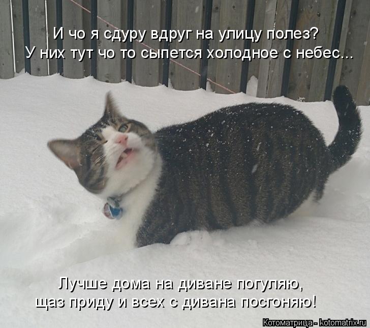 И чо я сдуру вдруг на улицу полез? У них тут чо то сыпется холодное с небес... Лучше дома на диване п... Котоматрица: И чо я сдуру вдруг на улицу полез? У них тут чо то сыпется холодное с небес... Лучше дома на диване погуляю, щаз приду и всех с дивана посгоняю!