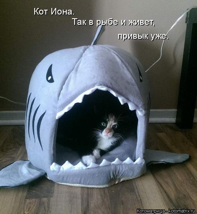 Кот Иона. Так в рыбе и живет, привык уже.... Котоматрица: Кот Иона. Так в рыбе и живет, привык уже.