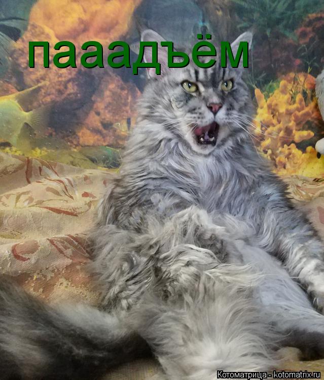 пааадъём... Котоматрица: пааадъём